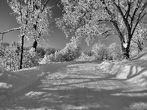 trees, viewes, Way, frosty, winter