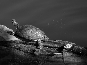 trees, turtle, water