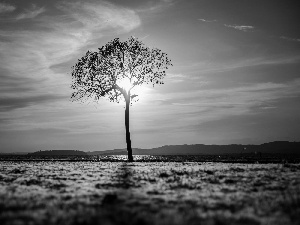 west, Mountains, trees, sun