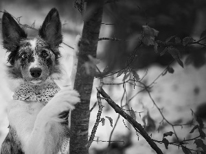 dog, trees, winter, Border Collie