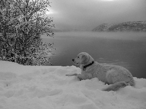 Fog, River, Dusk, Mountains, dog, trees, winter