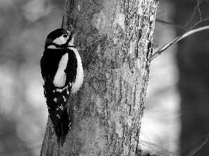 woodpecker, trees