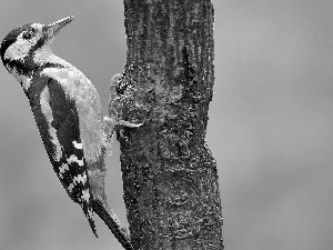 woodpecker, trees