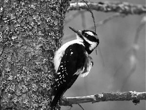 woodpecker, trees