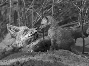 trees, vixen, young