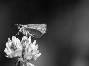 butterfly, trefoil