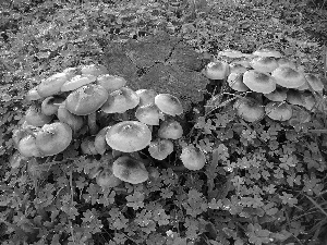 snag, forest, trefoil, mushrooms