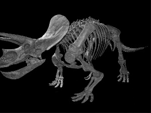 skeleton, Triceratops