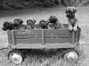 trolley, puppies, Bullmastiff