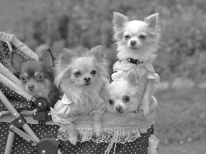 four, Chihuahua, trolley, puppies