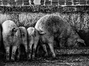 Trough, Pigs, at