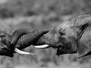 Two cars, wrapped, trumpet, Elephants