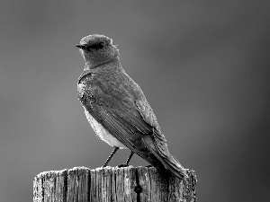 blue, bunting, trunk, Bird