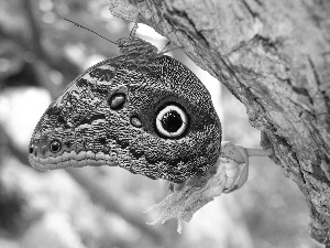 butterfly, trunk