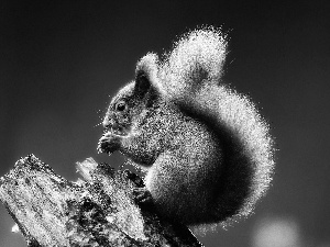 trunk, squirrel, crest