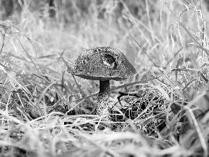 trunk, grass, Kozak, Hat, Mushrooms