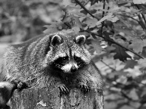 raccoon, trunk