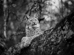 trunk, Lynx, trees