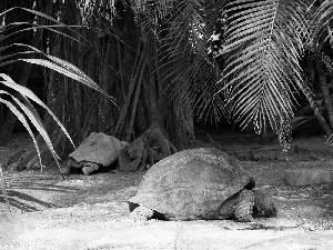 Turtles, crust, trunk, Palms