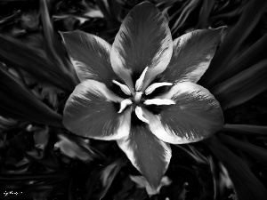 tulip, Red, flourished