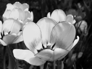 Tulips, Yellow, bloom