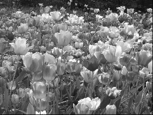 Tulips, Flowers, color