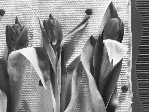 Tulips, composition, Flowers
