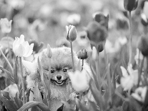 dog, Flowers, Tulips, Toy Spitz