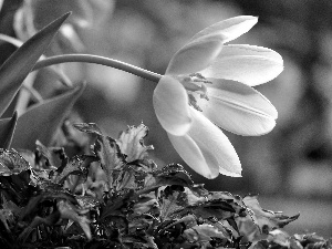 Garden, Tulips