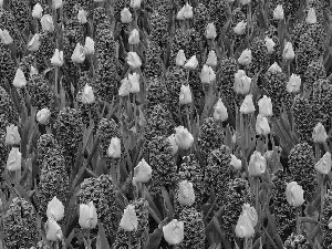 tulips, Field, hyacinths