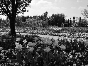 trees, Garden, Tulips, lane, viewes, flourishing