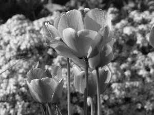 Orange, Tulips