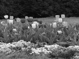 Tulips, Garden, pansies