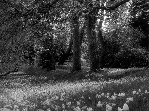 Park, viewes, Tulips, trees