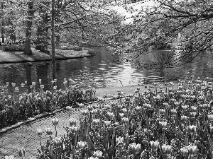 trees, Park, Tulips, Path, viewes, River