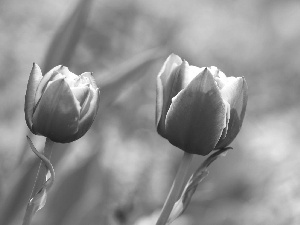 Pink, Tulips