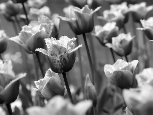 Tulips, purple, Pink