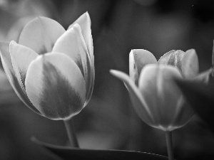 Pink, Tulips