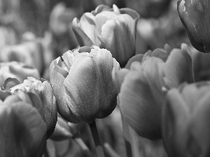 purple, Tulips