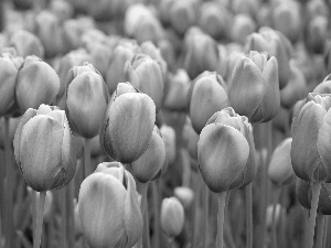 purple, Tulips