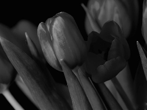 Red, Tulips