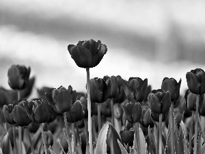 Red, Tulips