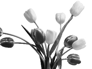 Tulips, White, Red