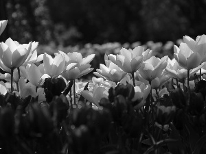 Tulips, White, Red