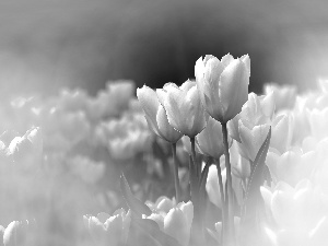 White, Tulips