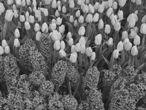 Tulips, Hyacinths, Yellow