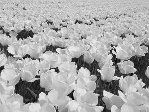 tulips, plantation, yellow