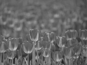 Tulips, red, Yellow