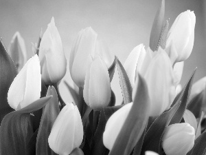 Tulips, White, Yellow