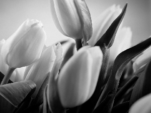 Tulips, White, Yellow